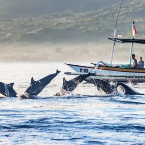 Dolphin Tour