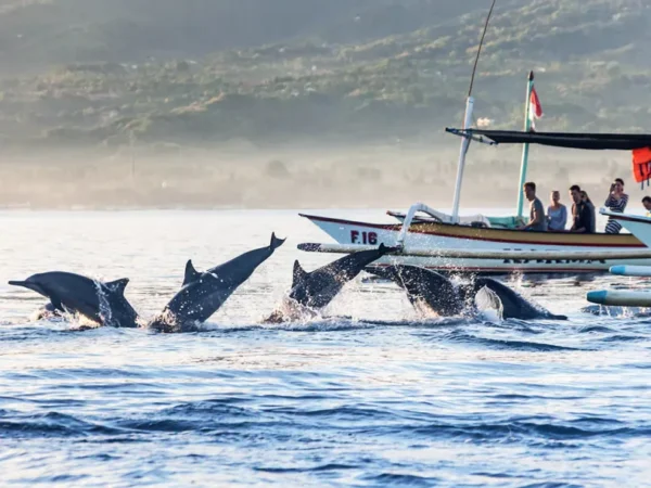 Dolphin Tour