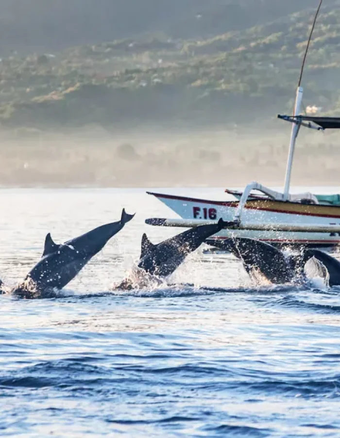 Dolphin Tour